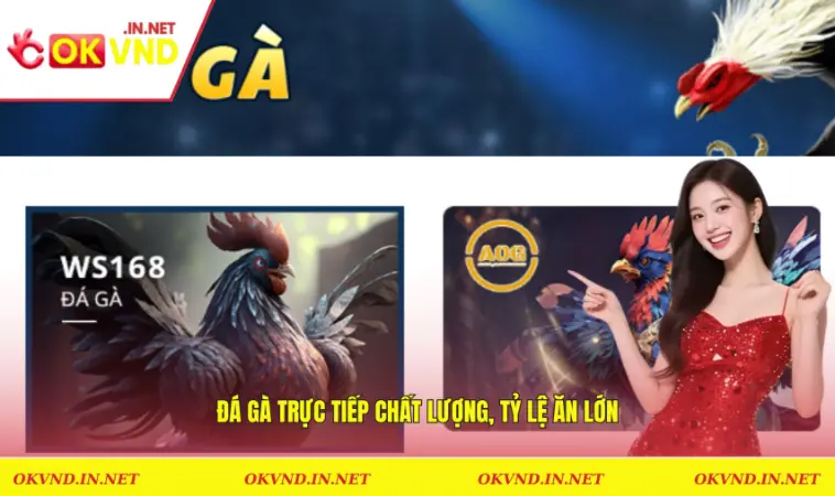 Đá gà trực tiếp chất lượng, tỷ lệ ăn lớn